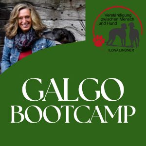 Galgo Bootcamp September 2026