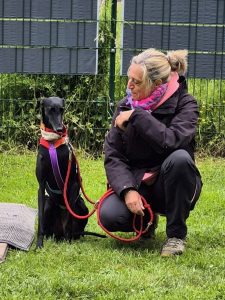 Galgo Espagnol Windhundtraining