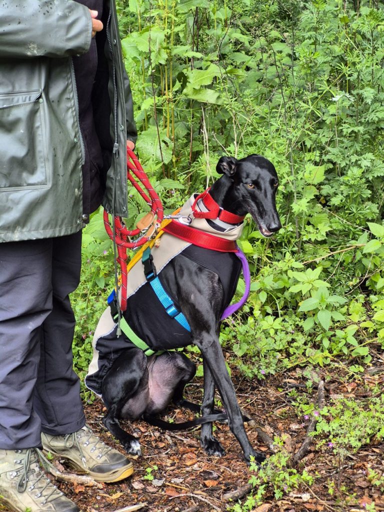 Galgo Espagnol Windhundtraining