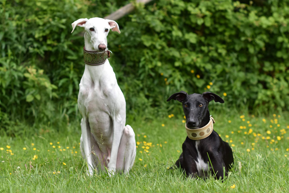 Galgo Espagnol Windhundtraining