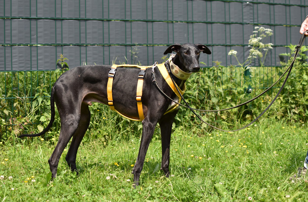 Galgo Espagnol Windhundtraining