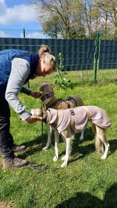 Galgo Espagnol Windhundtraining