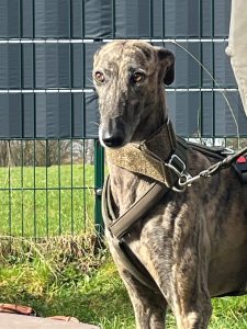 Galgo Espagnol Windhundtraining