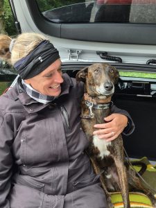 Galgo Espagnol Windhundtraining
